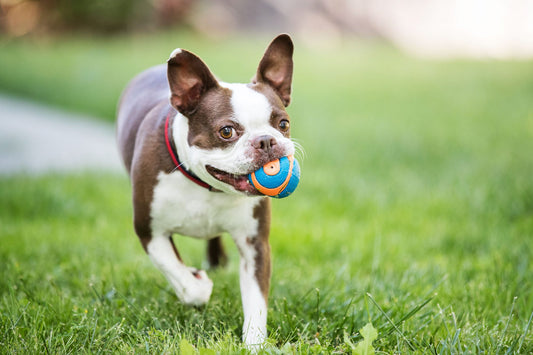 The Importance of Playtime: How Toys Can Benefit Your Dog's Physical and Mental Health