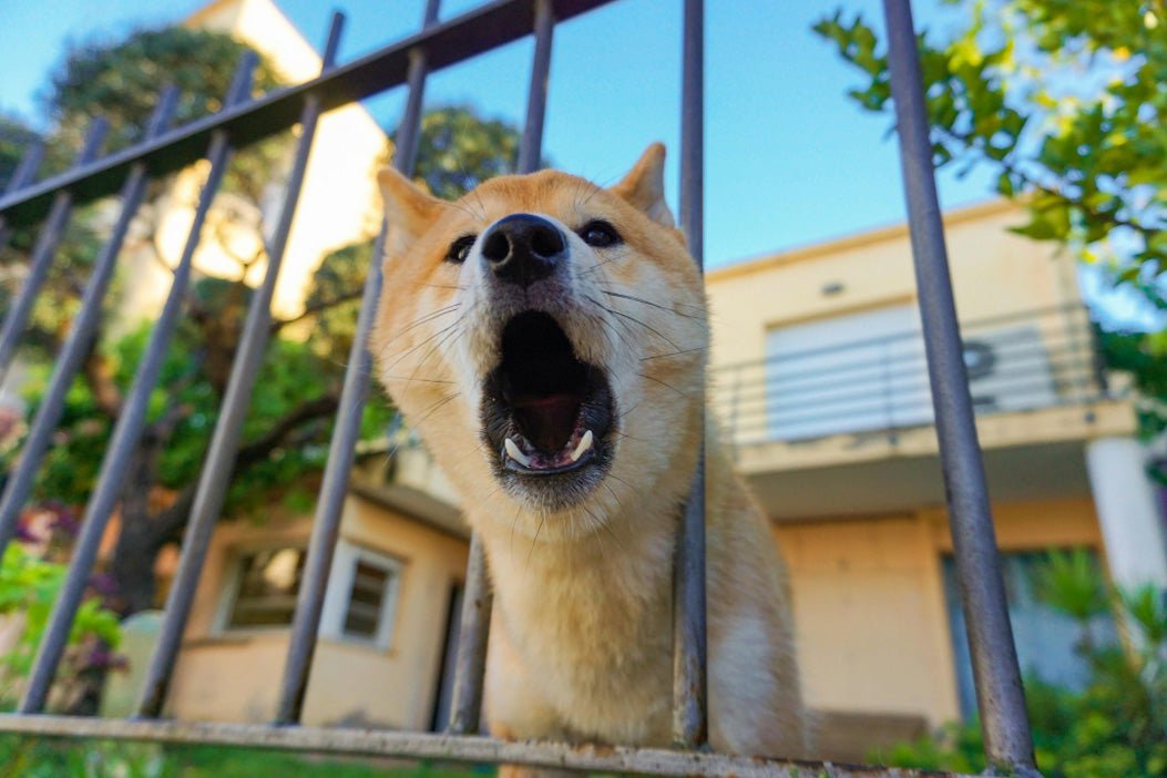 How to Stop Your Neighbour's Dog Barking (Without a Council Complaint) - CANINE CORNER