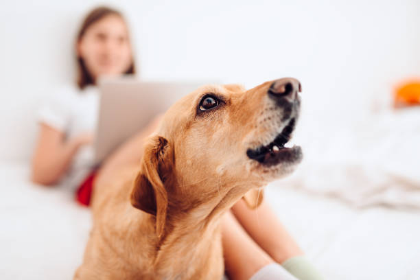 The Gentle Solution: Embracing Ultrasonic Anti-Barking Devices for Your Furry Friend