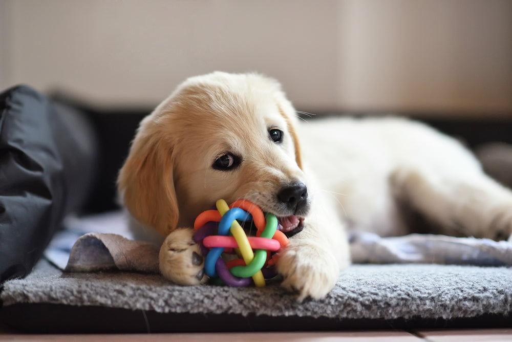 Healthy Canines: The Benefits of Chew Toys for Your Dog's Dental Health