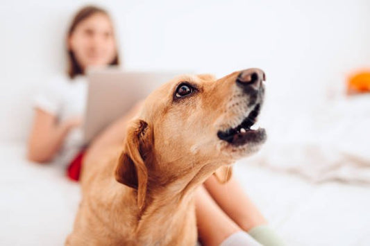 The Gentle Solution: Embracing Ultrasonic Anti-Barking Devices for Your Furry Friend - CANINE CORNER