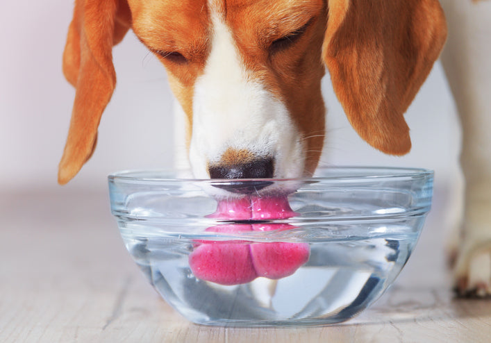 Staying Hydrated: How Water is Critical for Your Dog's Health