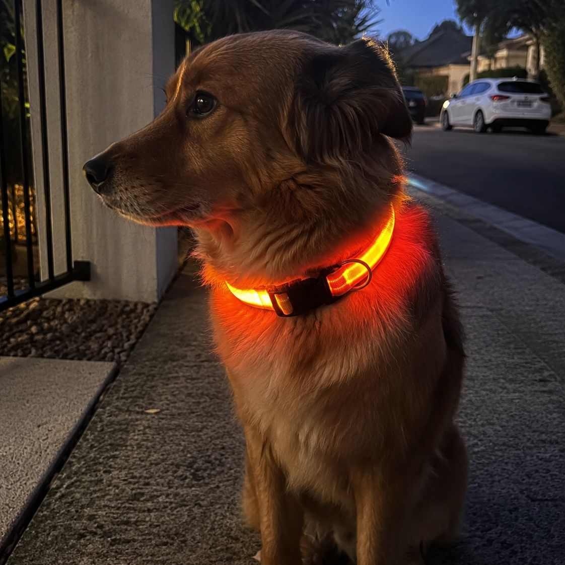 The Paw Beacon™ LED Visibility Collar