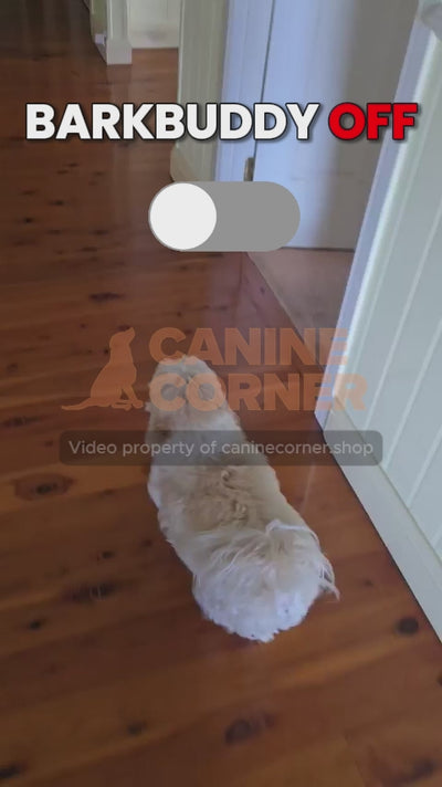 Barkbuddy customer video small white dog stops barking at courier truck bark control result indoors.