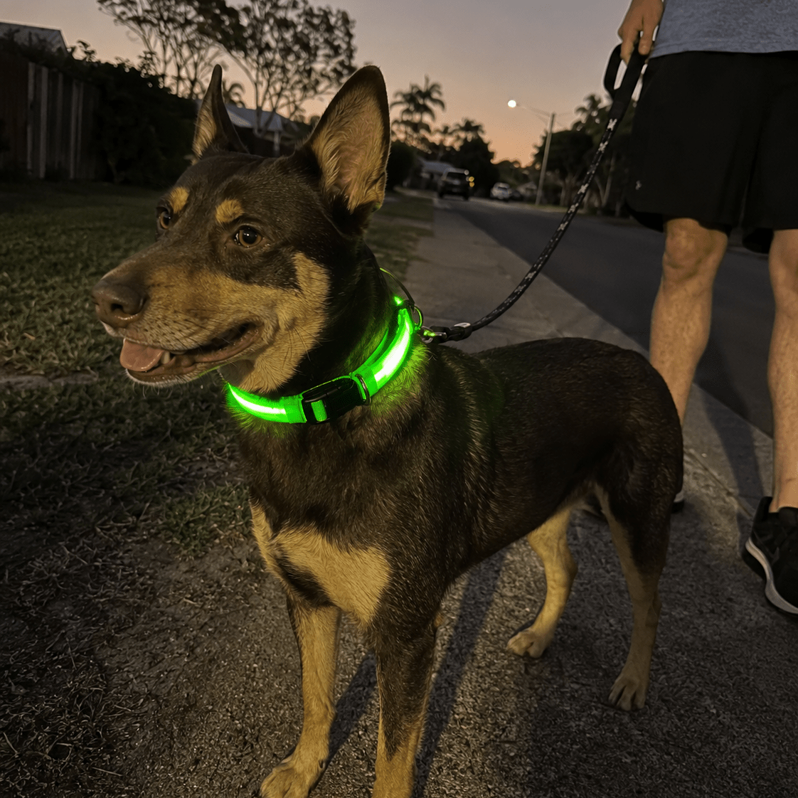 The Paw Beacon™ LED Visibility Collar - CANINE CORNER