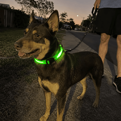 The Paw Beacon™ LED Visibility Collar - CANINE CORNER